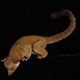 Illustration for article titled Newly-discovered mammal is mix of house cat and a teddy bear